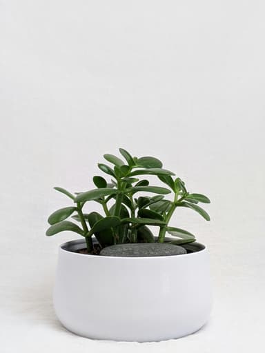 Jade Plant